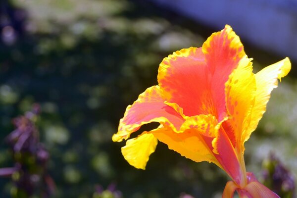 Bright flowers. Yellow buds for the desktop