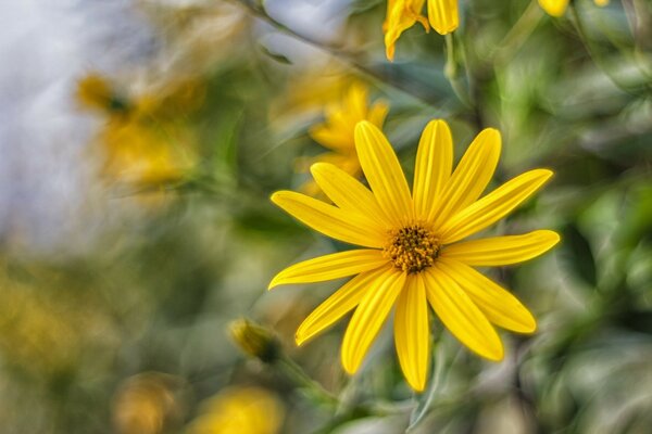 La natura è aggraziata con un fiore giallo