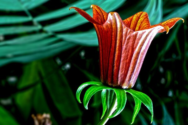 Unique Garden Flower Leaf