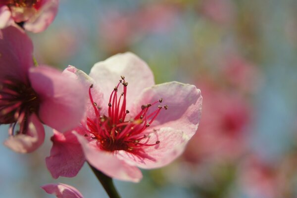 Pink blooming flower in the garden