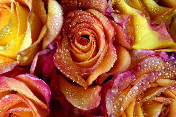 Los colores de las rosas en el rocío son grandes