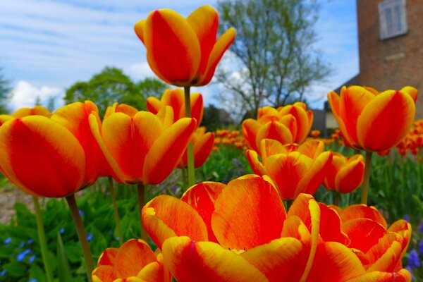 Duży kwietnik kwitnących tulipanów