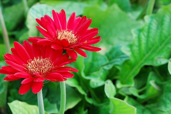 Zwei rote Blumen im Sommer