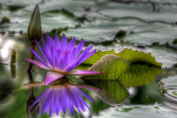 Lotus en un día nublado