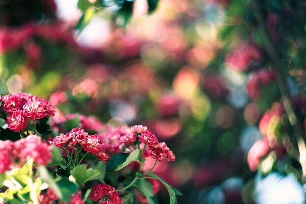 Fiore rosa e bokeh verde