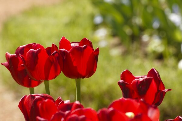 Tulipanes rojos bajo el sol