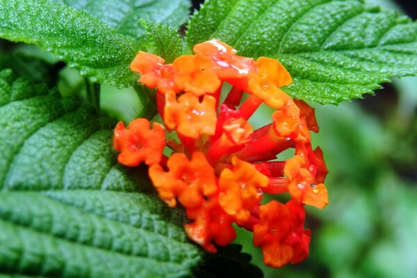 Flor solitaria a solas con la naturaleza