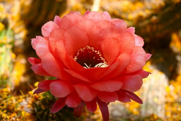 Flor bonita na natureza com folha brilhante