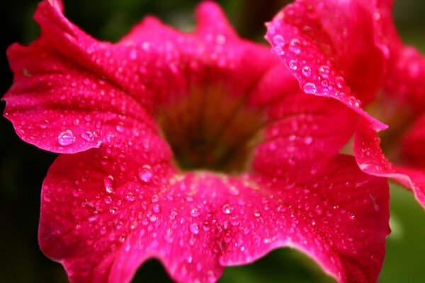 Hermosas flores. Flora. Naturaleza