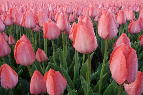 Tulipes roses couvertes de rosée poussent sur le champ