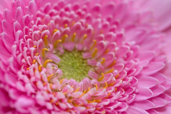 Pink flower with many petals close-up