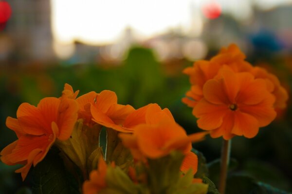 Flores de color naranja para el protector de pantalla de Escritorio