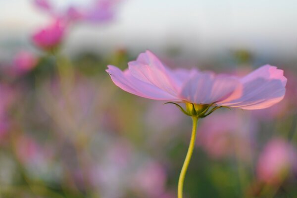 Schöner Sommer mit einer einzigartigen Blume