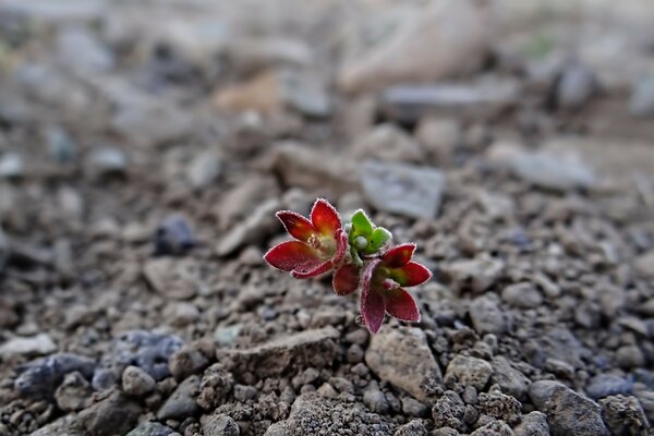 A beautiful lonely flower on the background of the earth