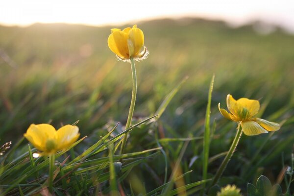 Bathing suit flowers reaching for the sun