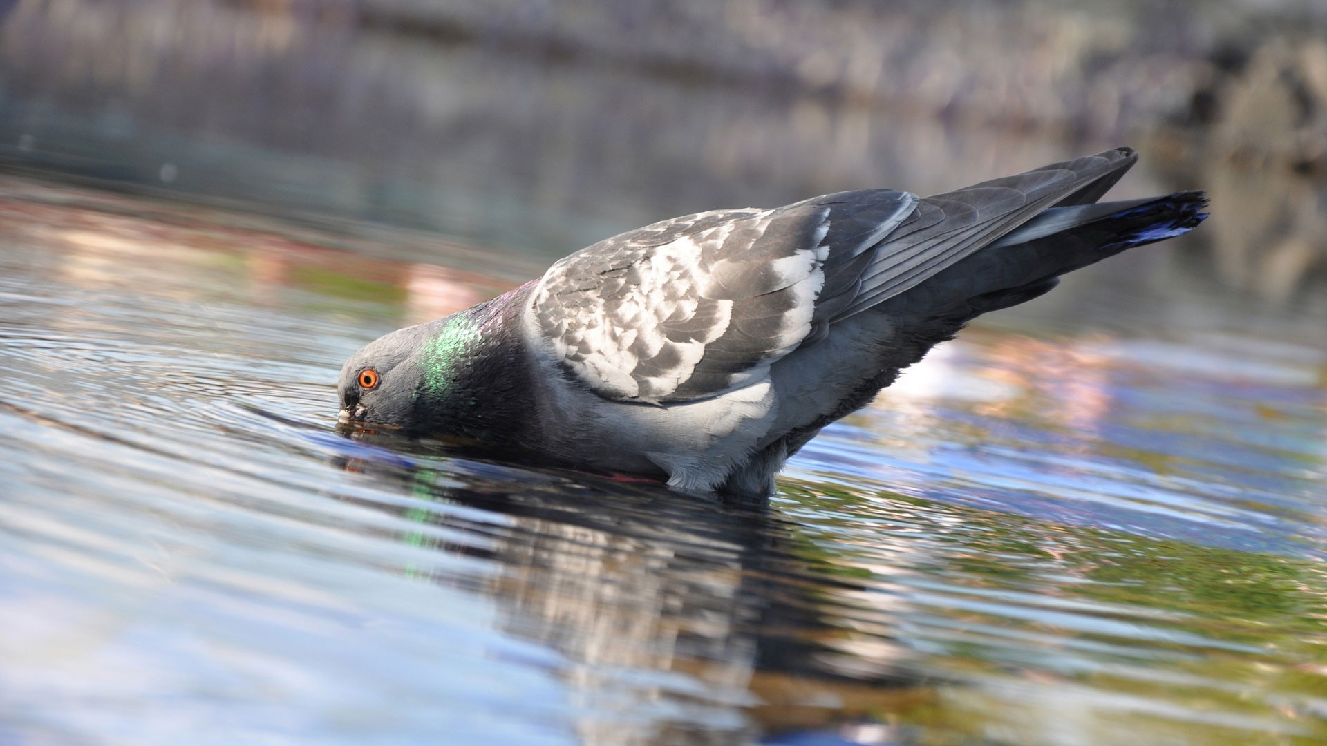 paloma pájaro naturaleza vida silvestre animal pluma al aire libre salvaje agua pico