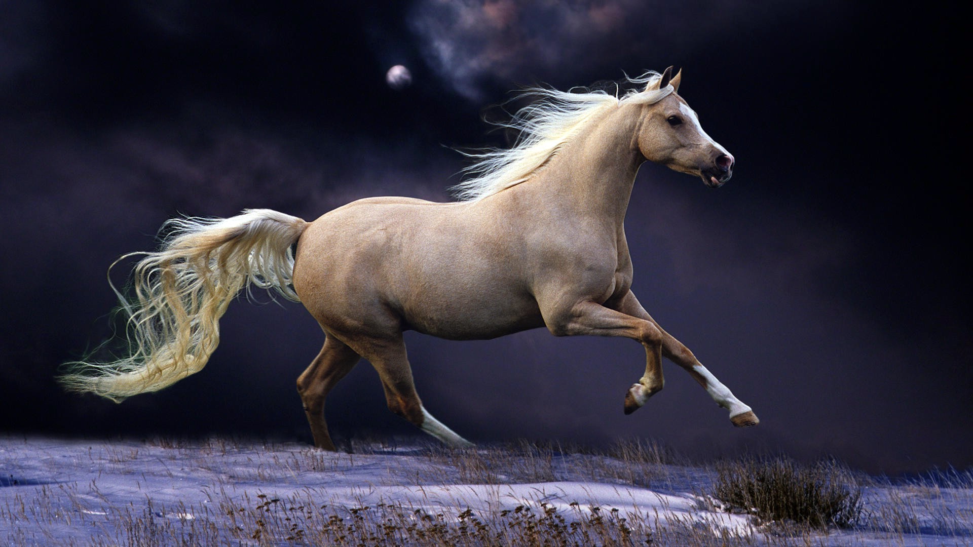 horses cavalry mare horse mammal stallion equine mane animal pony equestrian mustang wildlife action sitting fast one side view nature