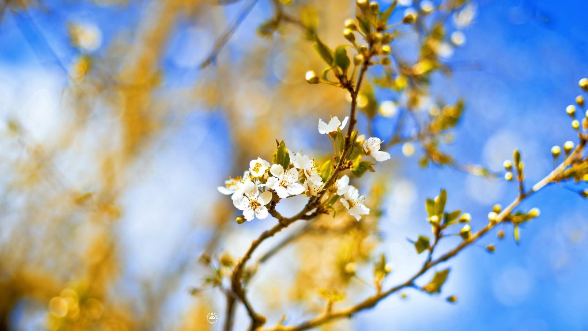 arbres nature arbre branche fleur beau temps feuille à l extérieur saison flou croissance cerise flore soleil lumineux été pomme jardin couleur