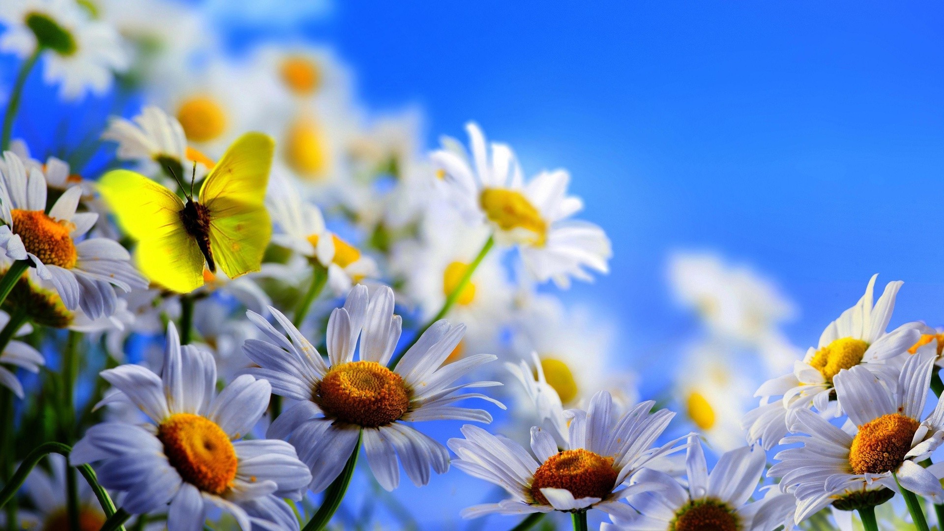 marguerites nature fleur été flore lumineux jardin beau temps pétale foin champ couleur bluming feuille floral saison beau ensoleillé soleil