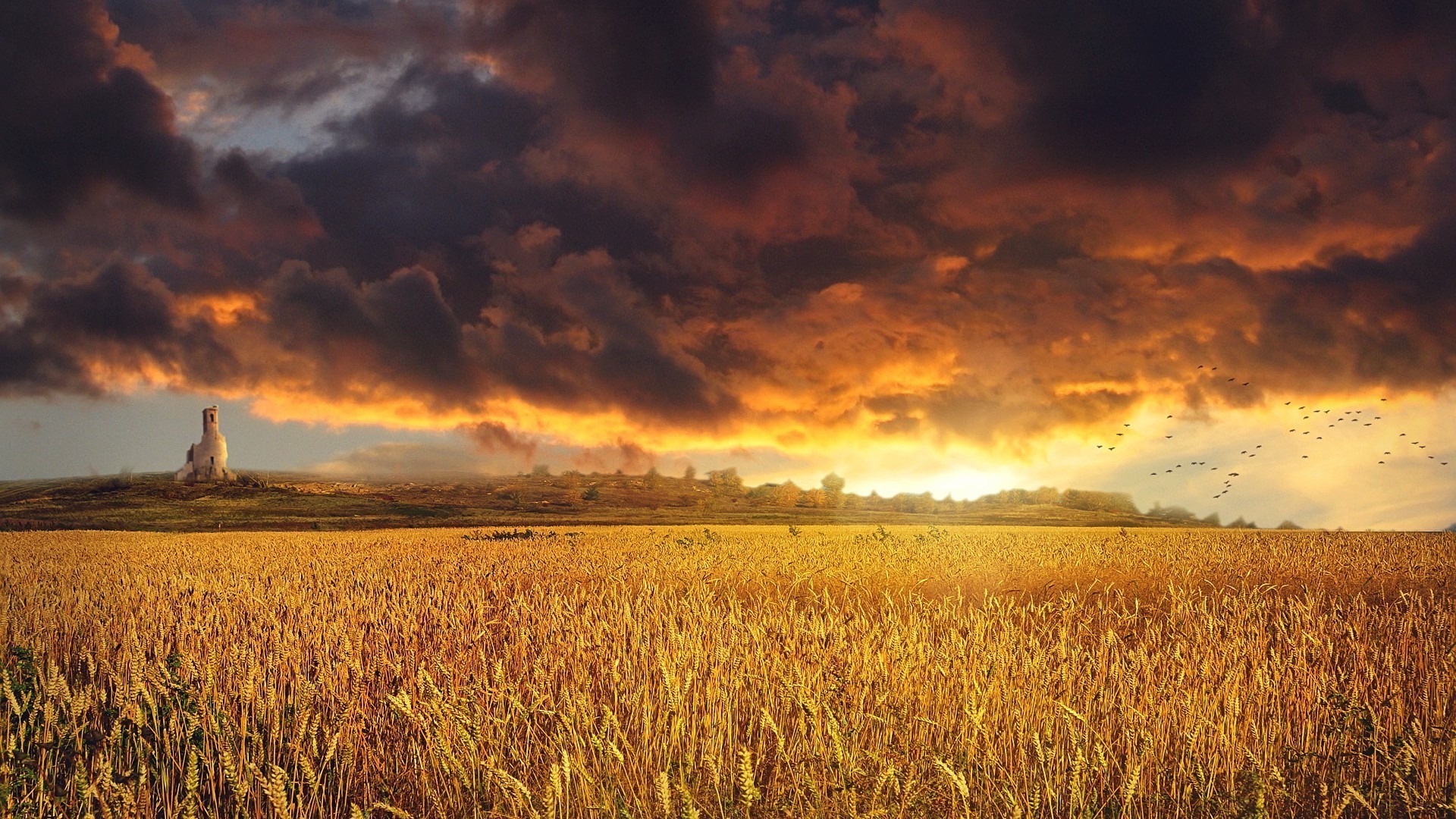 tramonto e alba grano cereali tramonto mais rurale alba pascolo agricoltura raccolto sole terra coltivata cielo campagna campo all aperto natura pane paesaggio terreno agricolo