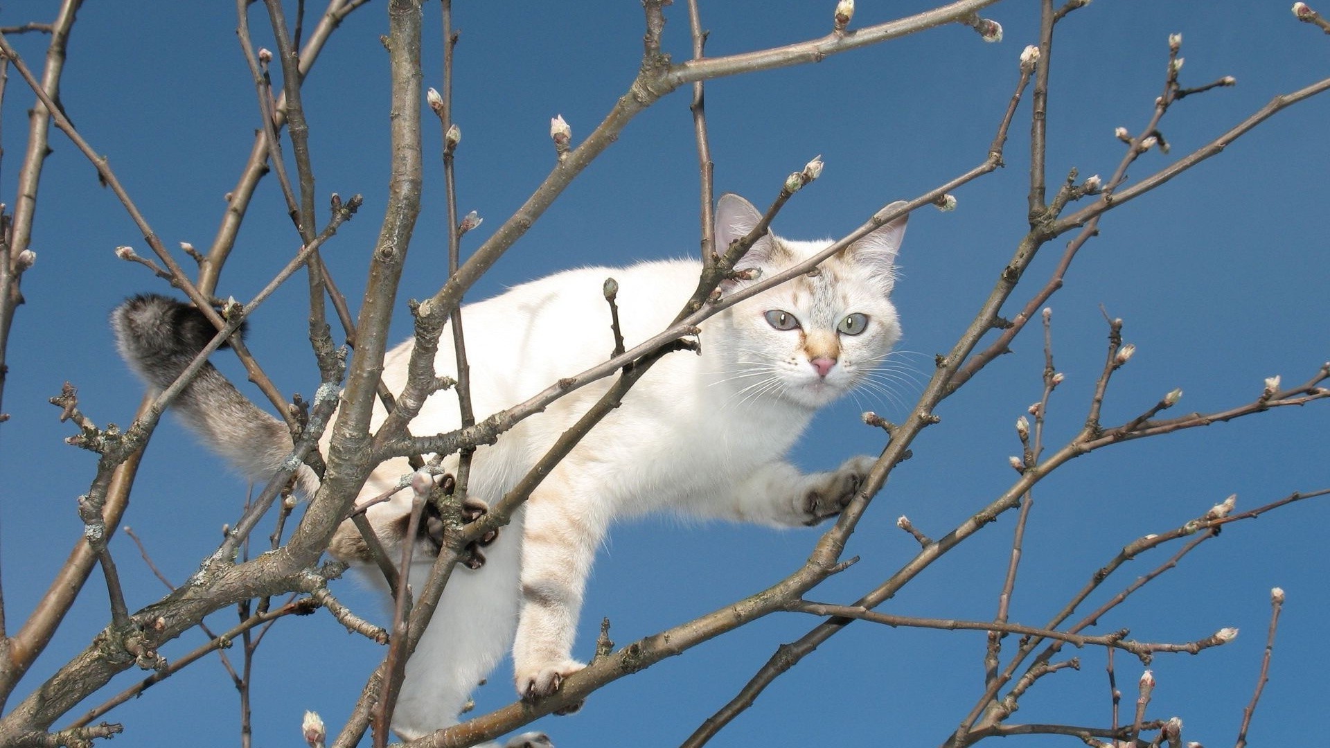 gatos naturaleza animal invierno retrato gato pájaro vida silvestre al aire libre árbol lindo solo nieve poco