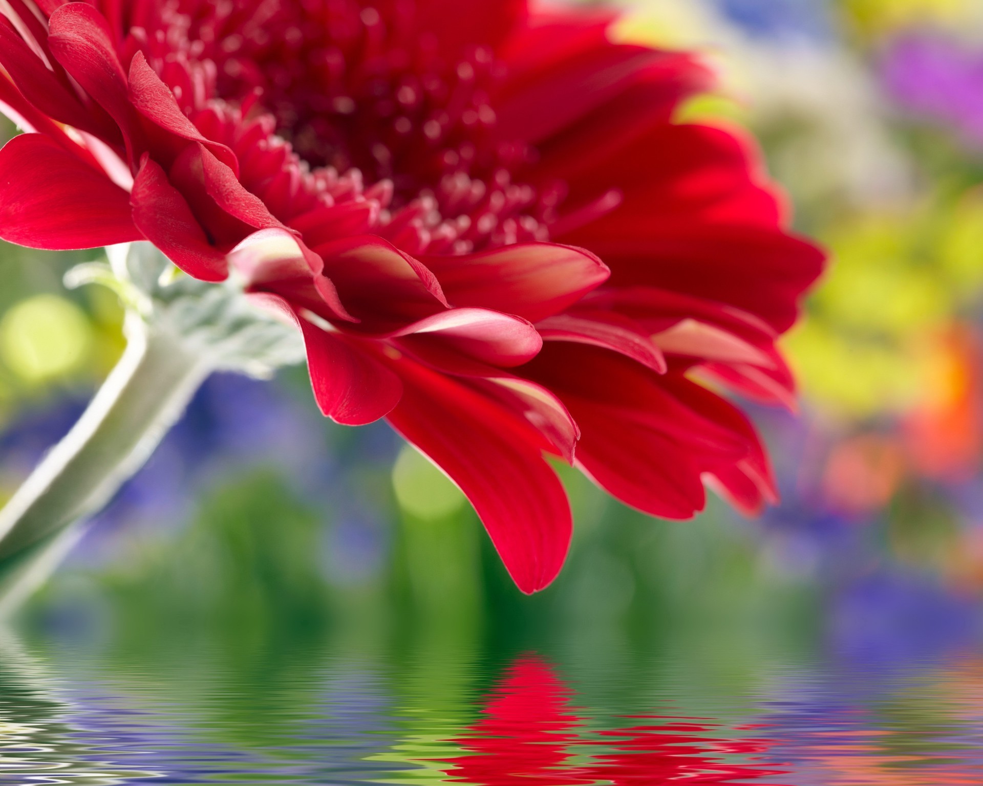 çiçekler doğa çiçek flora yaz bahçe renk parlak taçyaprağı çiçek açan çiçek güzel büyüme aşk yaprak alan yakın çekim sezon hediye