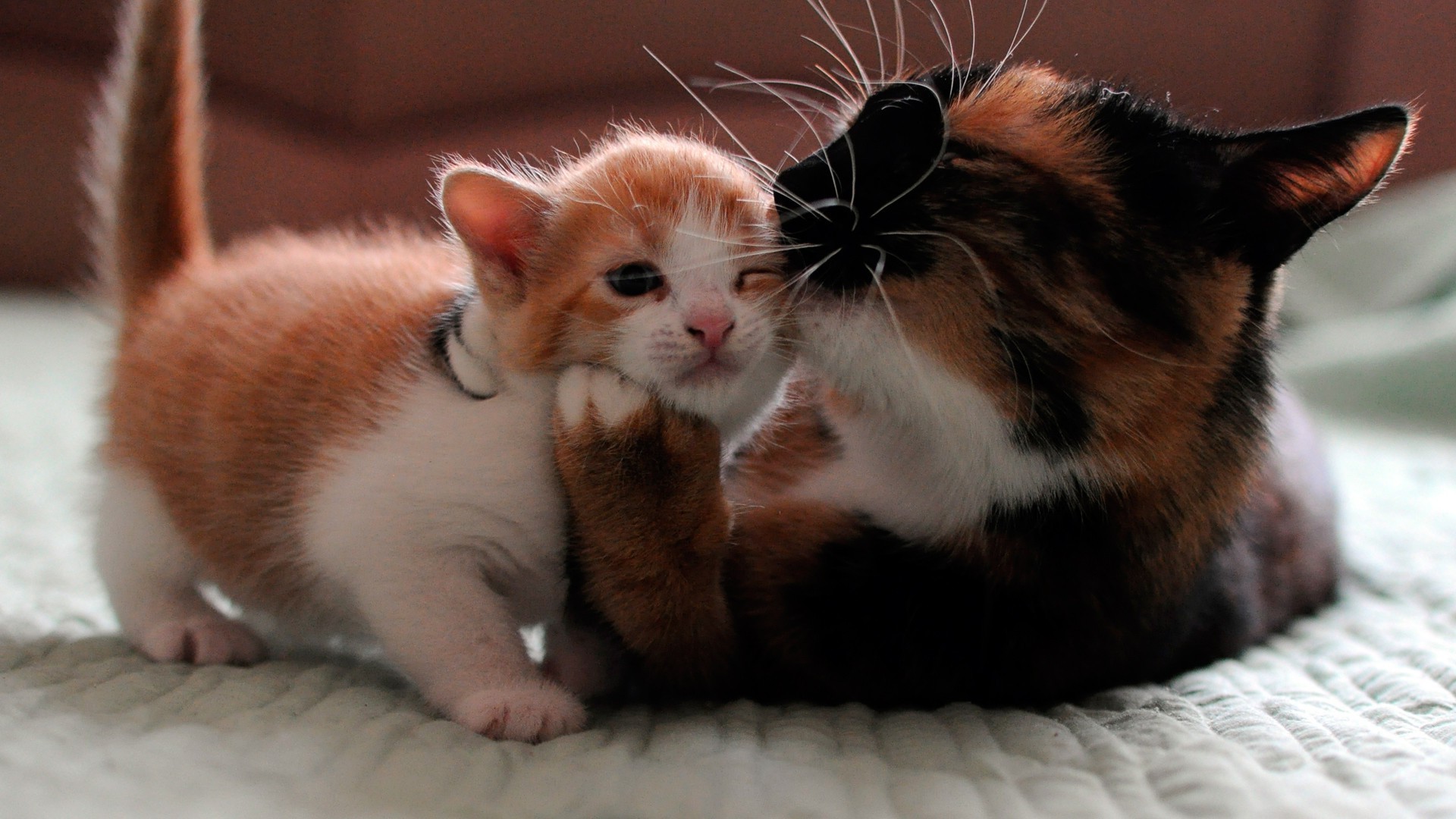 gatti gatto mammifero carino pet gattino animale ritratto bambino singolo pelliccia piccolo occhio