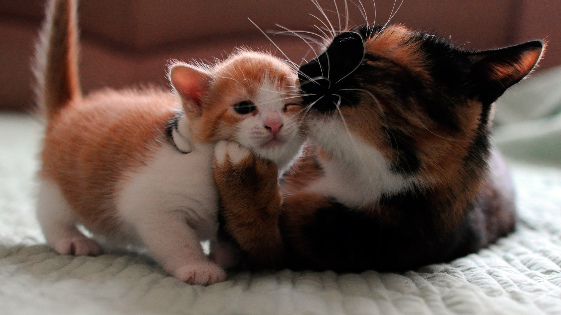 Ухаживают за потомством. Трёхцветная кошка. Кошка заботится о котятах. Забота о котенке. Котята с мамой.