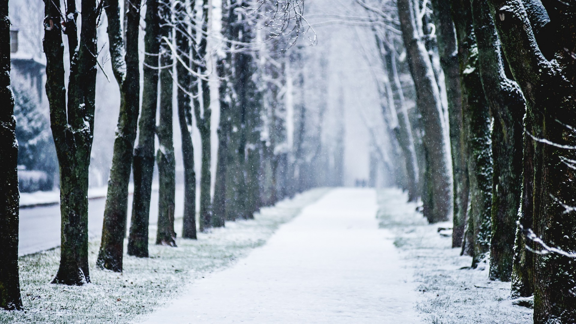 inverno neve legno gelo freddo albero congelato ghiaccio stagione paesaggio tempo pino ramo scenic guida natura nebbia tempesta di neve parco