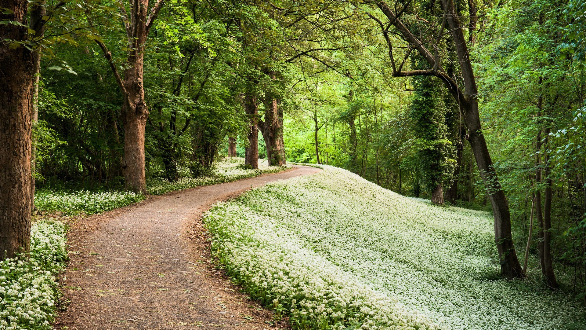 forest landscape nature road wood guidance tree leaf park grass footpath outdoors environment lush rural fair weather