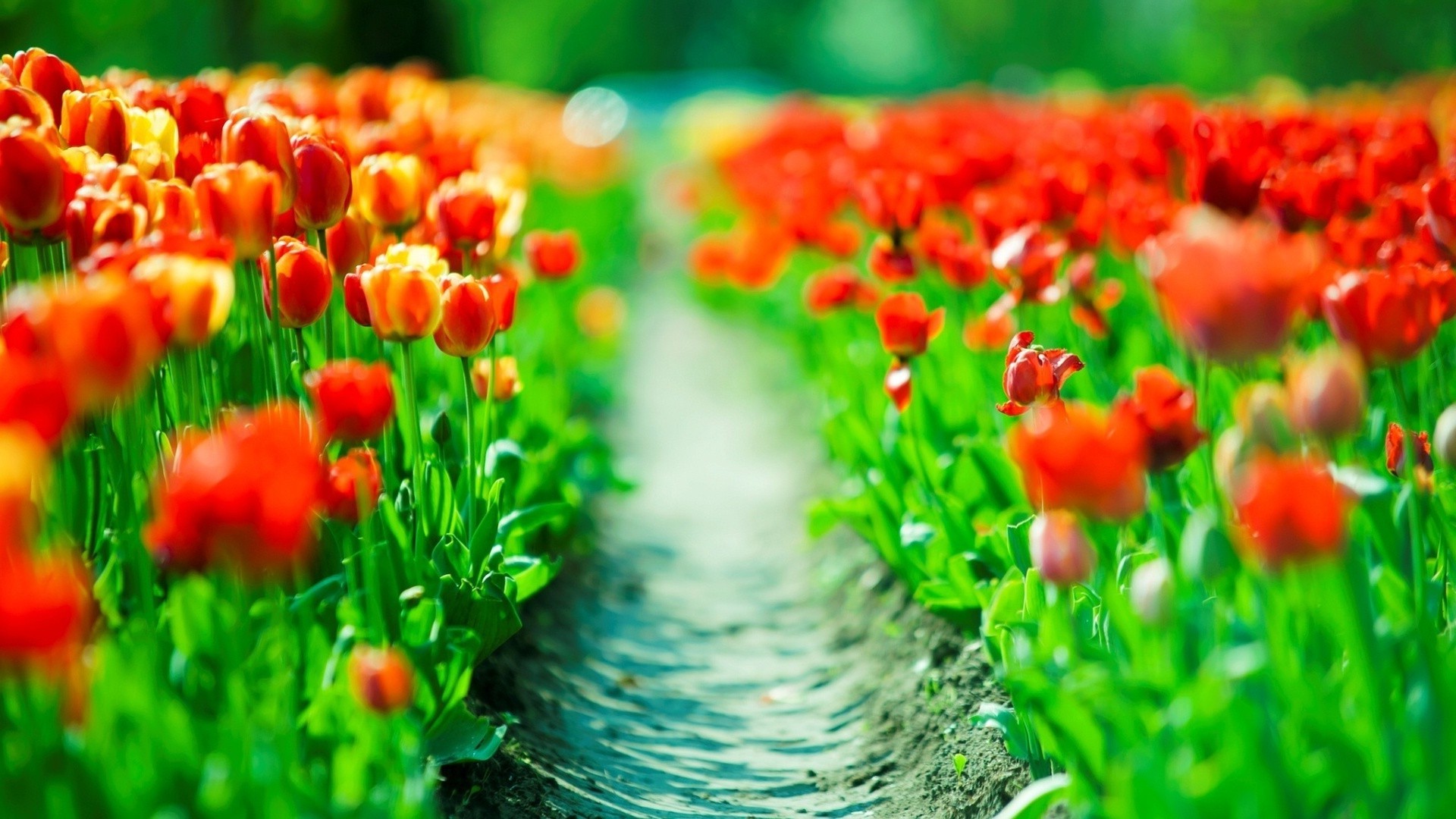 feld der blumen natur garten blatt wachstum gras flora sommer blume tulpe hell feld saison farbe ostern heuhaufen gutes wetter blumen im freien