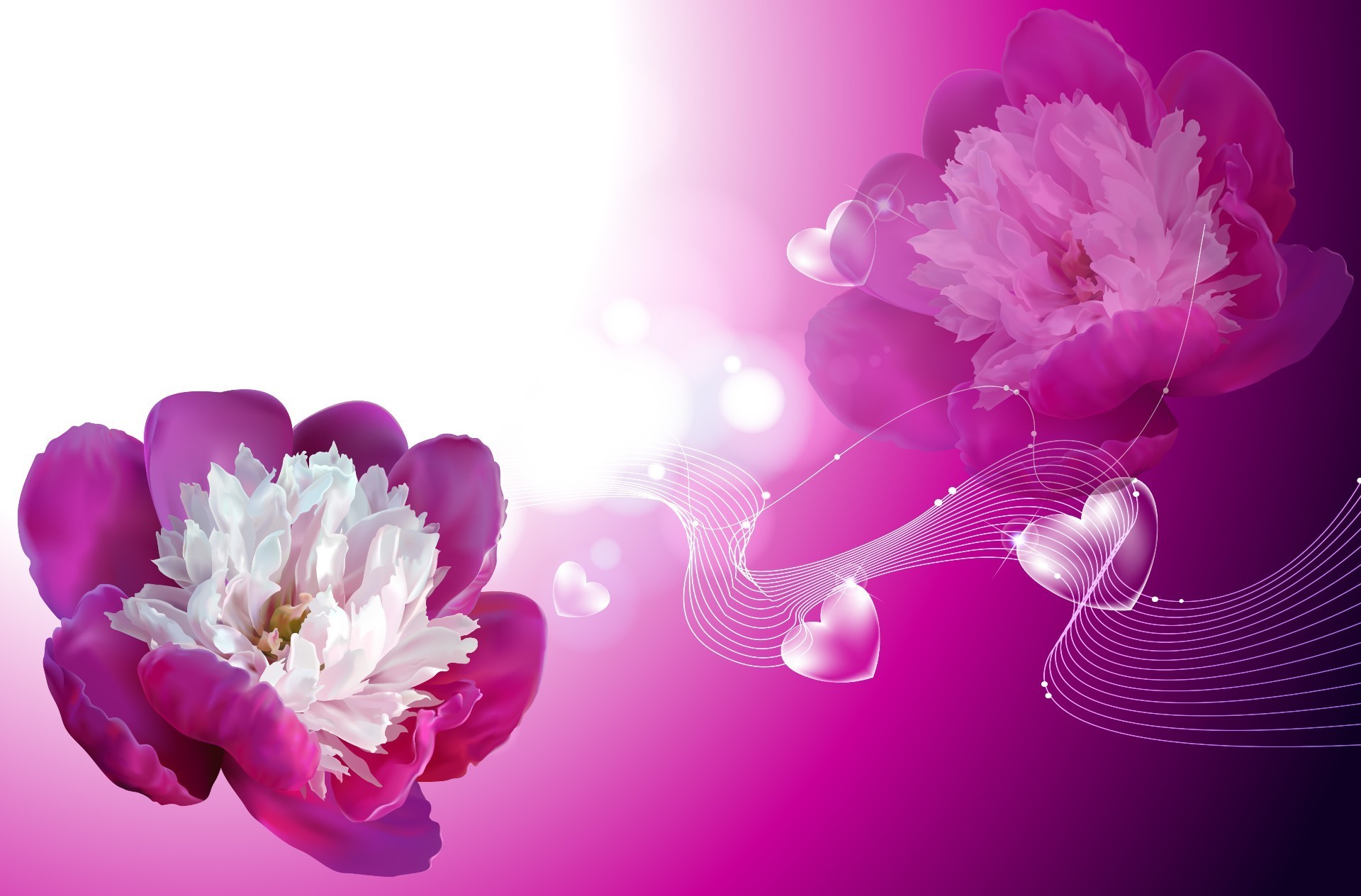 flowers flower romance floral romantic love petal desktop nature beautiful card bright flora color blooming