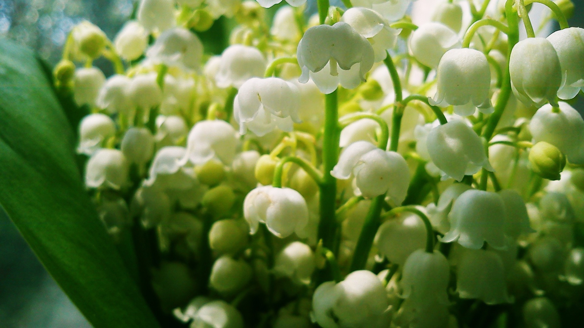 vadi zambakları doğa flora yaprak yaz sezon çiçek bahçe renk