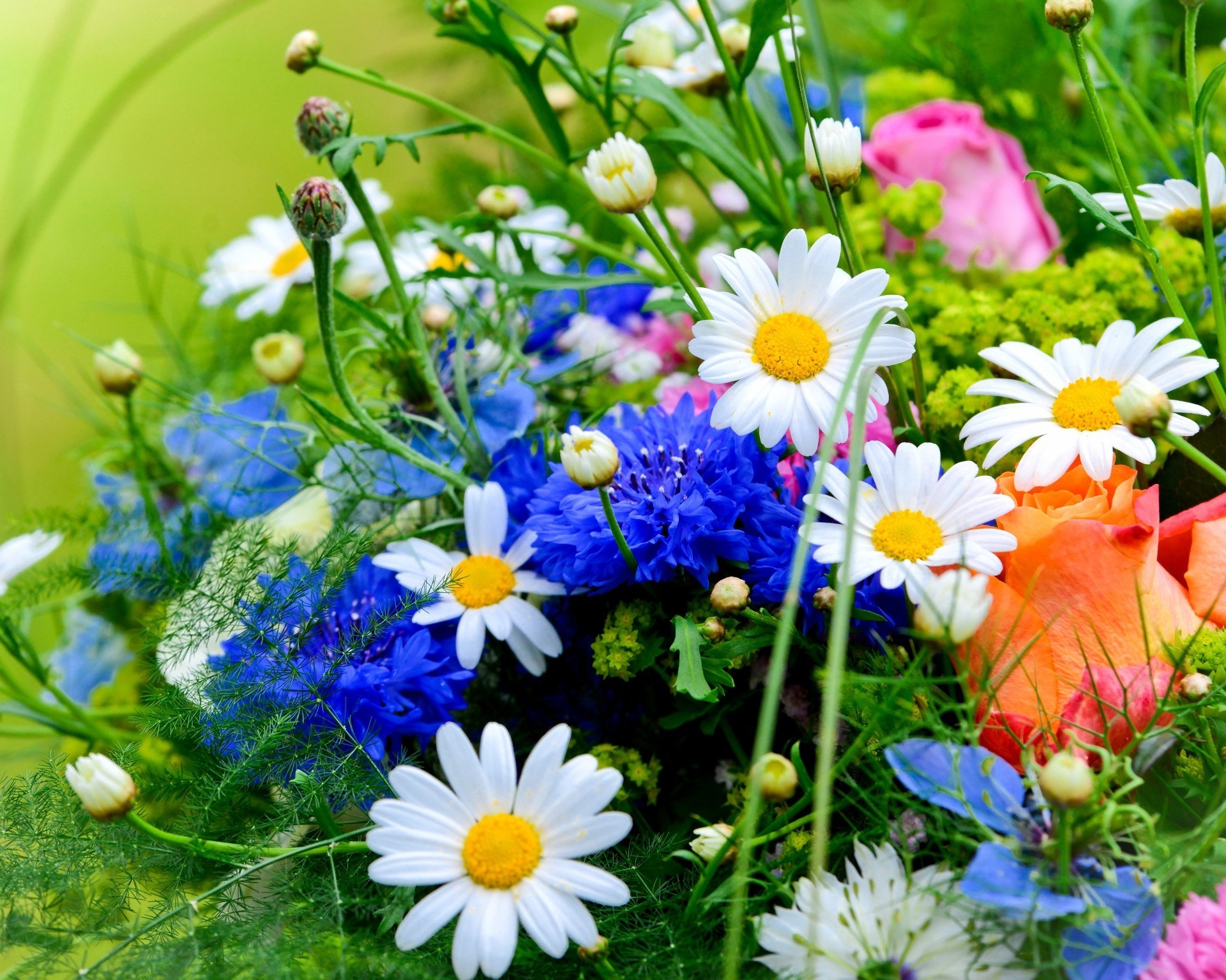 flowers flower nature summer flora hayfield chamomile field grass garden floral blooming petal growth bright season color lawn fair weather leaf bouquet