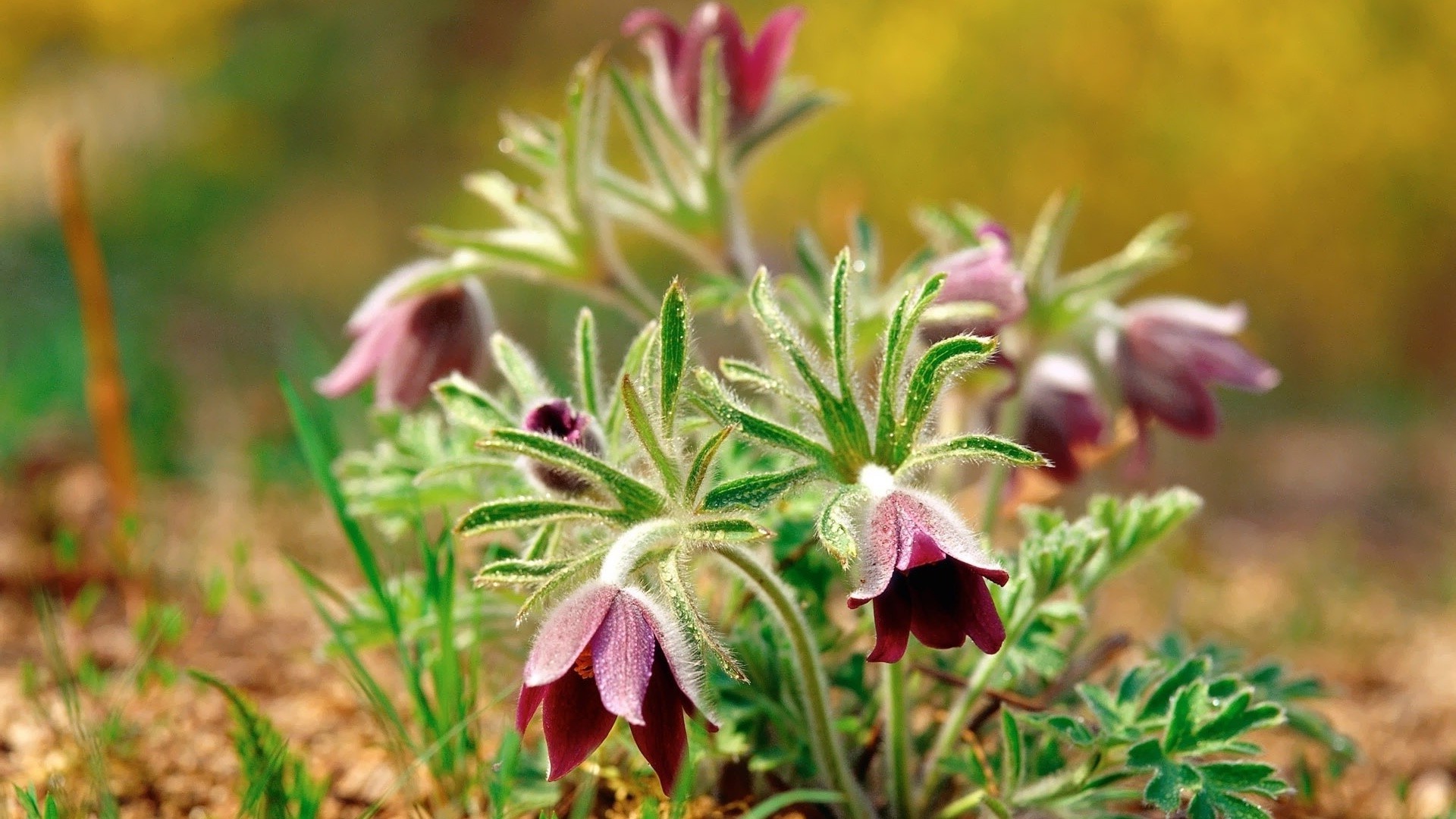 flowers nature flora flower leaf outdoors garden summer close-up wild grass floral field blooming fair weather growth color environment hayfield beautiful