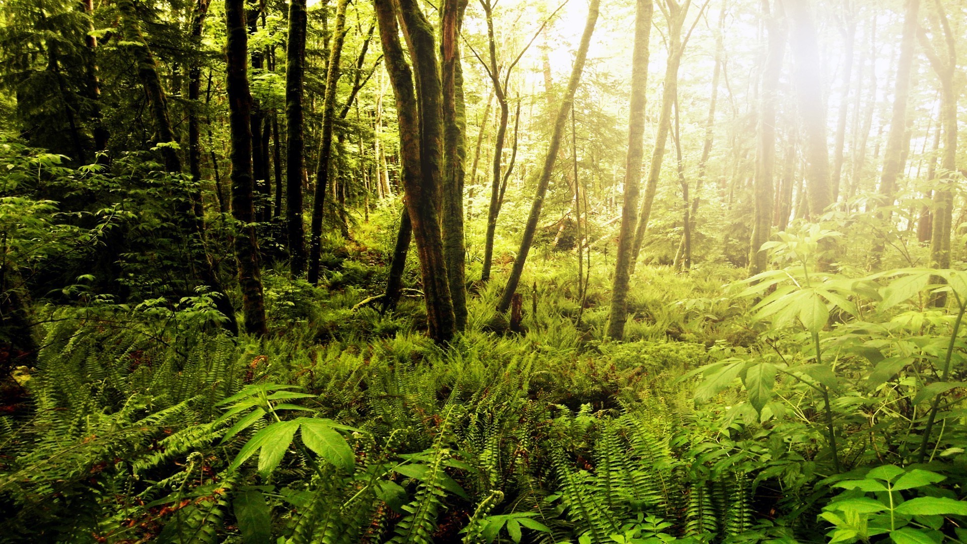 forest wood nature leaf tree landscape lush dawn park fern environment outdoors fair weather sun growth rainforest wild scenic flora fall