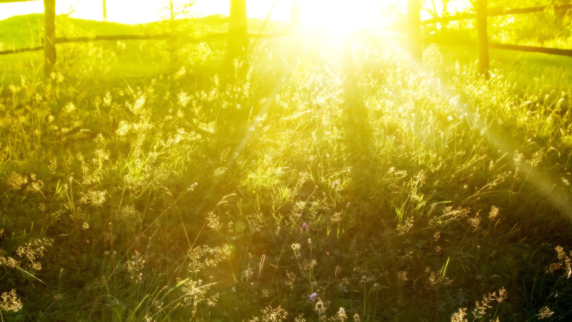 sonnenlicht und strahlen desktop hell jahreszeit farbe leuchten gold abstrakt natur licht dekoration sommer winter