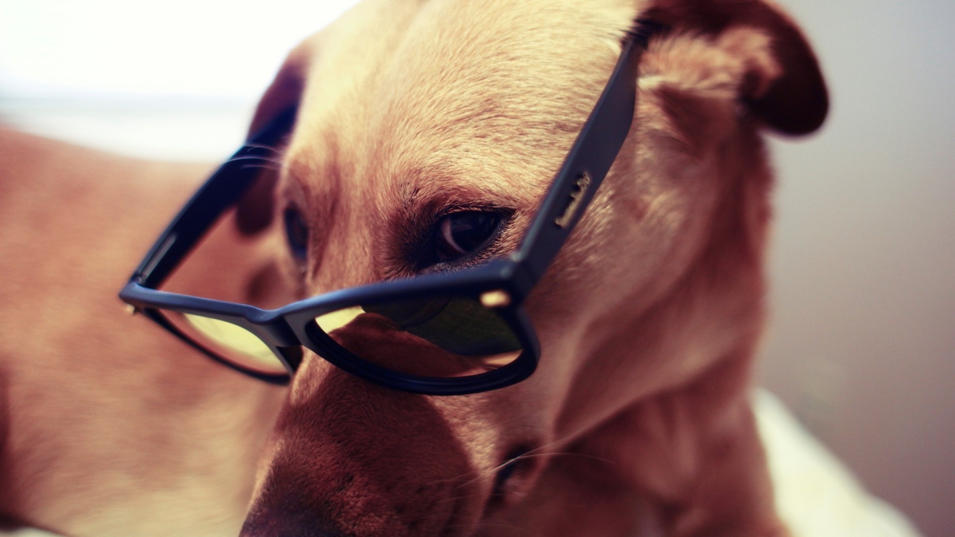 perros retrato solo interior lindo ojo adulto perro mujer chica joven hombre gafas mamífero