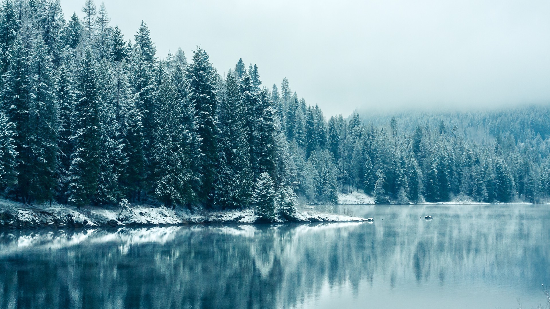 las śnieg drewno natura krajobraz góry sceniczny zima drzewo zimno dziki na zewnątrz iglaste evergreen