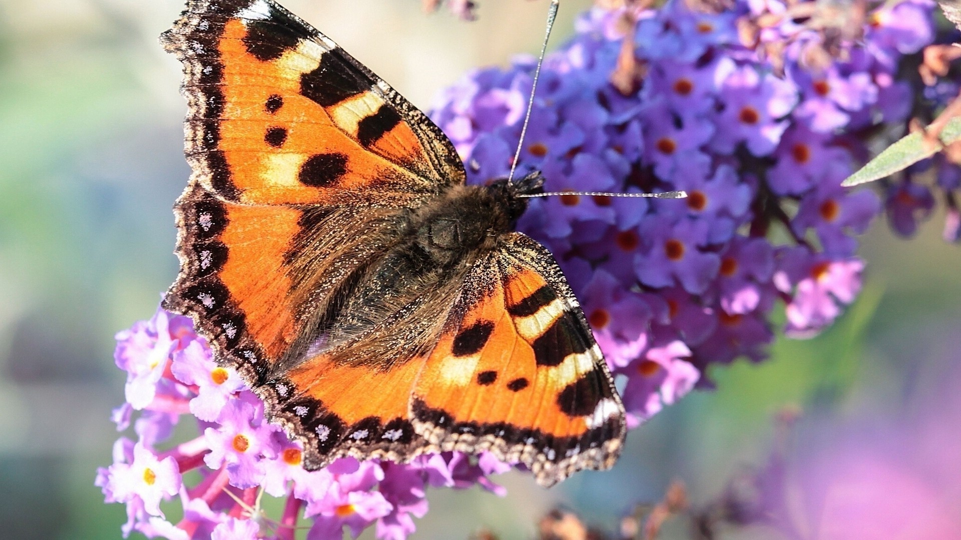 insects nature butterfly insect flower outdoors summer garden flora bright wildlife