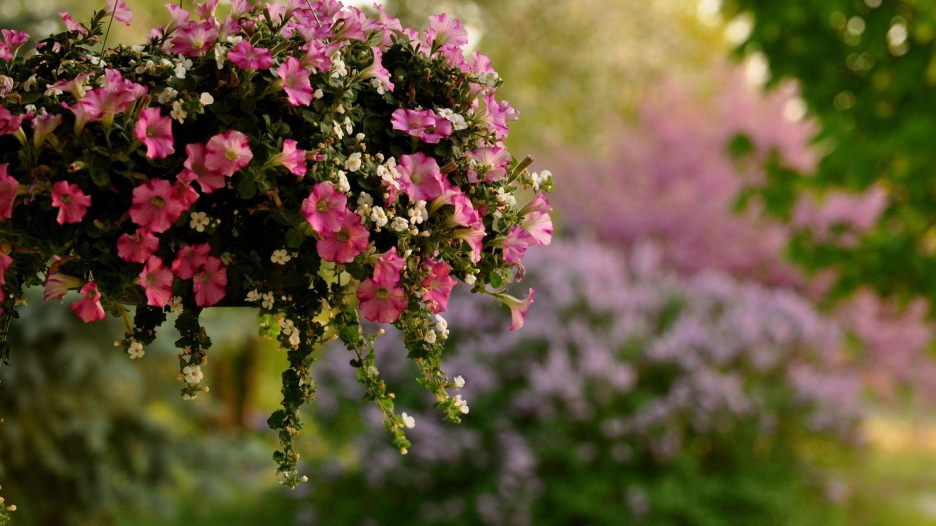 in vase oder topf blume natur flora garten sommer blatt blühen wachstum im freien blumen blütenblatt hell strauch baum jahreszeit farbe wild zweig gutes wetter