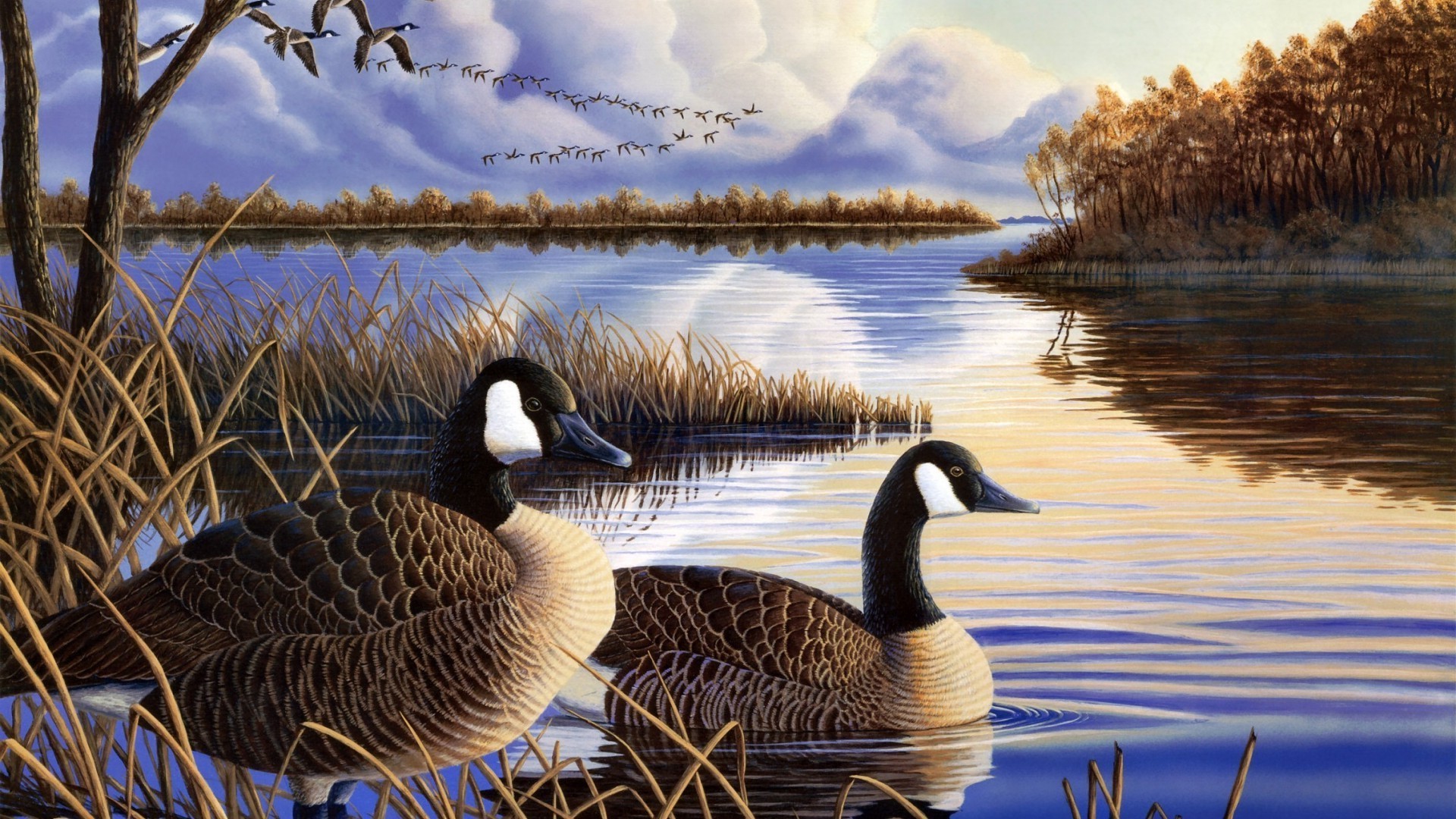 duck bird lake waterfowl goose pool water nature wildlife feather reflection swan poultry outdoors