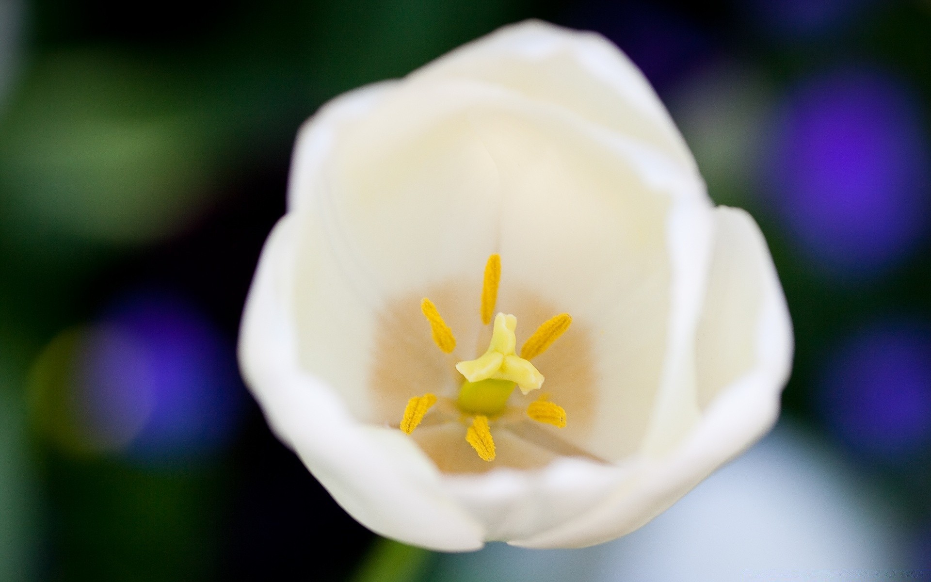 makroaufnahme blume natur blatt flora sommer garten unschärfe wachstum farbe hell blütenblatt