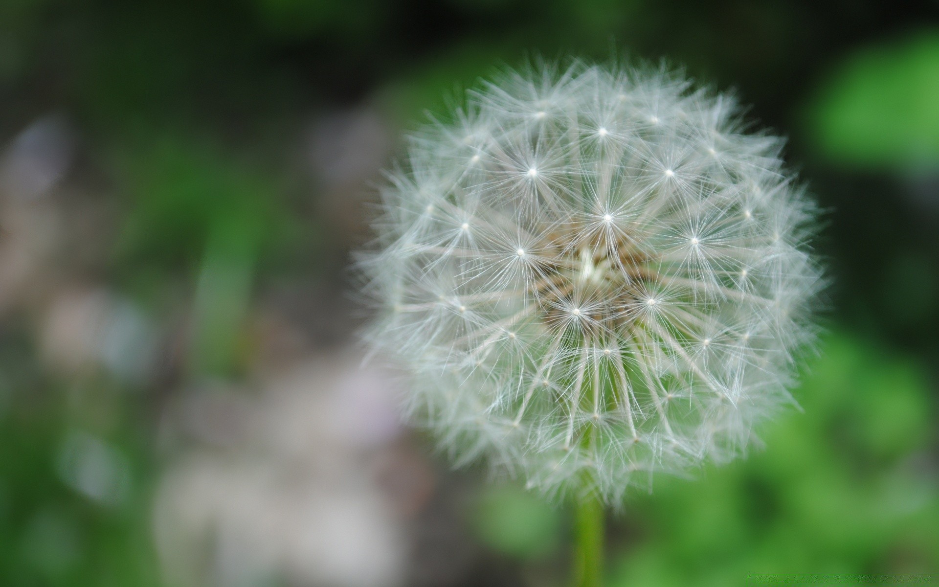 makro fotoğrafçılığı karahindiba flora doğa çiçek yaz büyüme yaprak bahçe parlak tohum çimen renk sezon açık havada narin çiçek