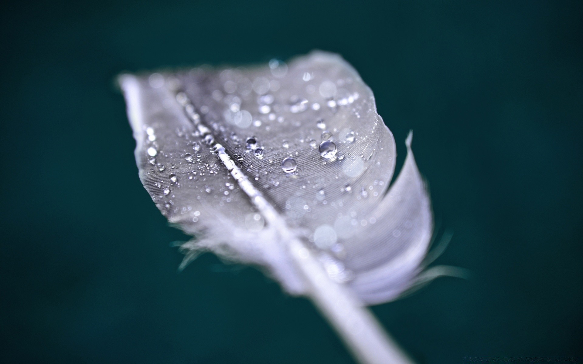 macro water drop nature rain leaf wet blur cold desktop ice purity winter still life