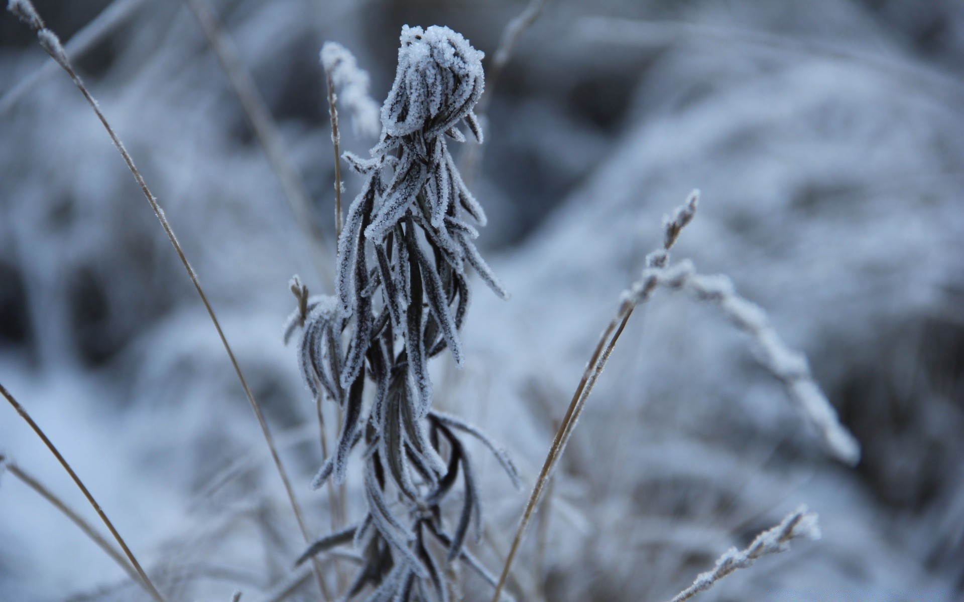 微距摄影 霜冻 冬天 雪 自然 冰冻 寒冷 户外 季节 树 冰 植物 特写 木材 秋天 天气