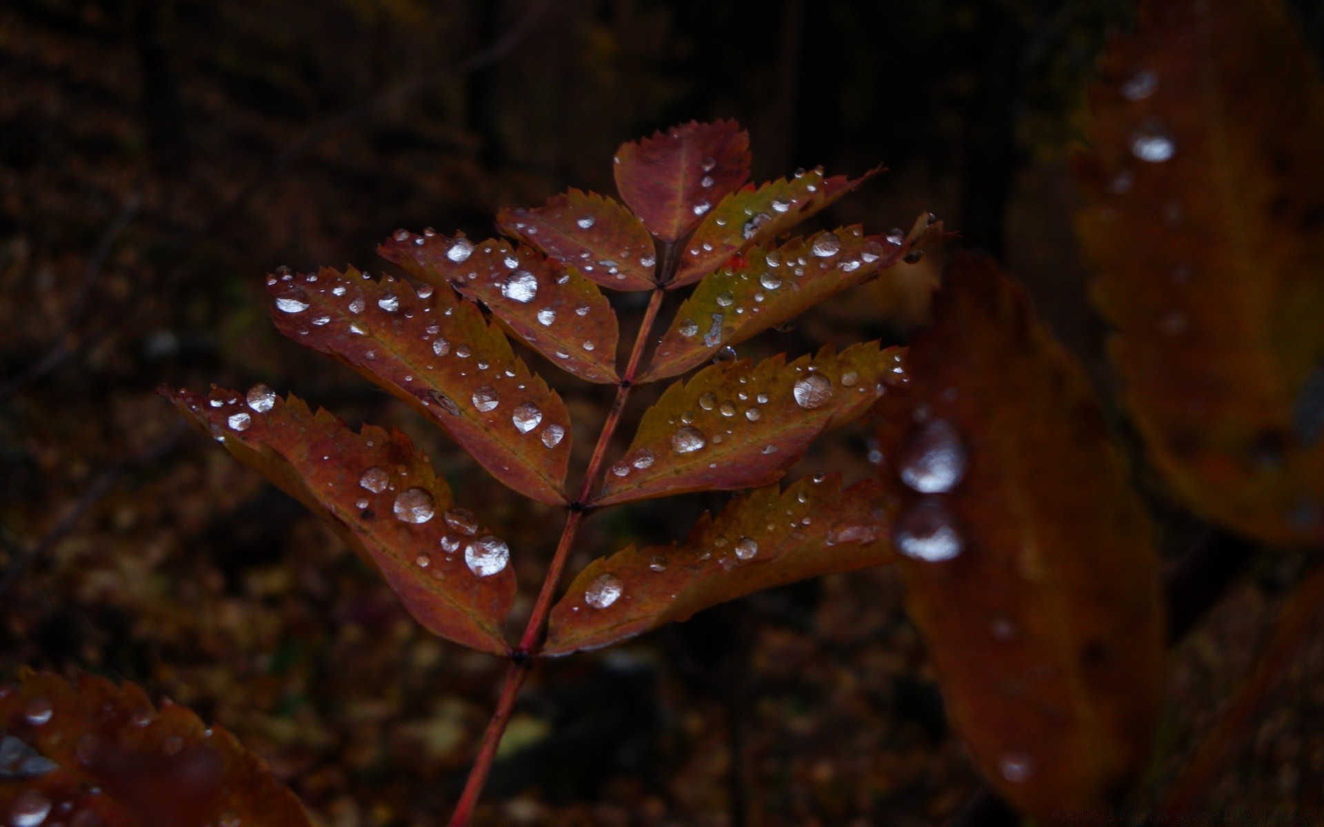 makroaufnahme blatt herbst im freien licht regen unschärfe baum tageslicht wirbellose