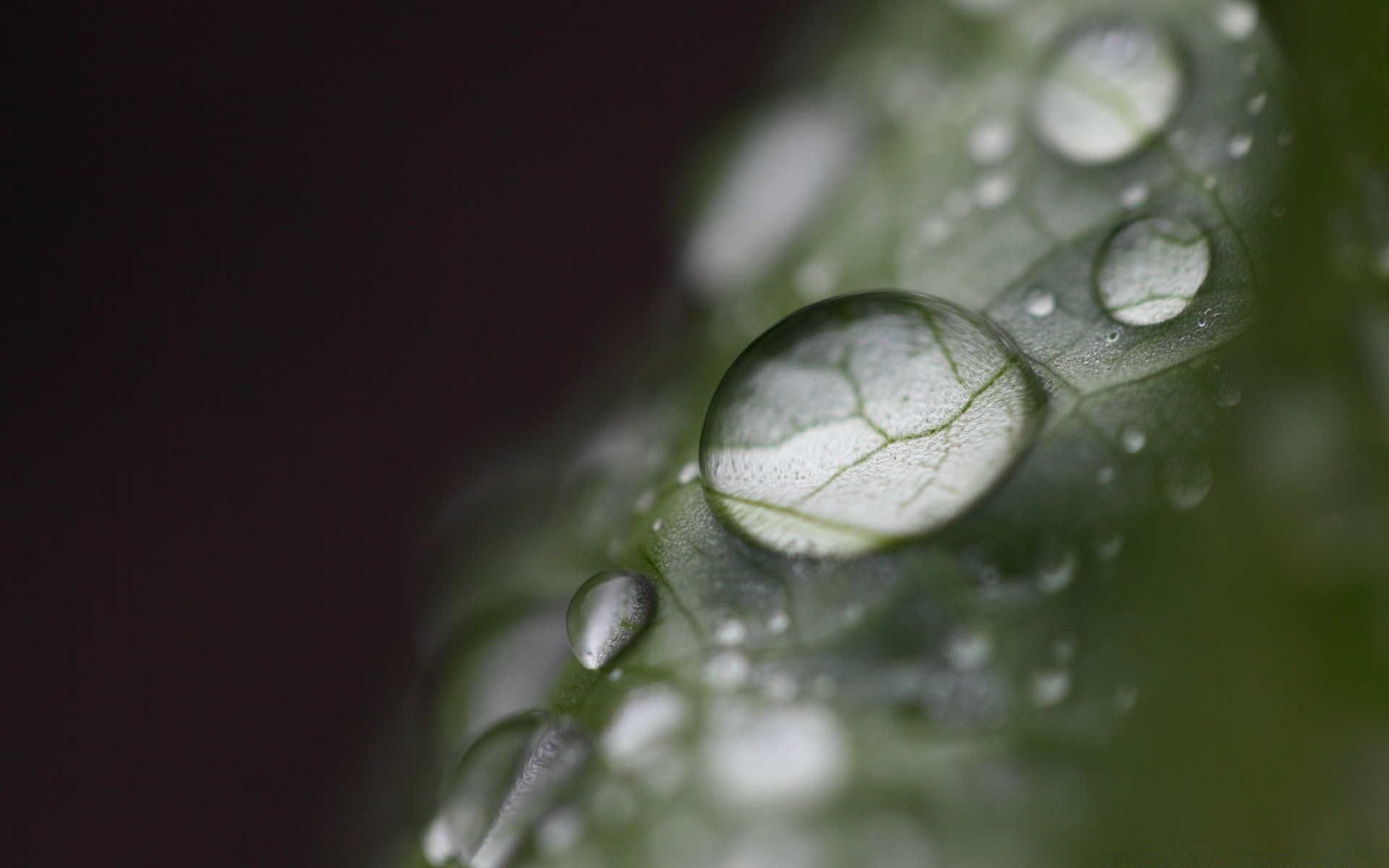 macro goccia pioggia rugiada bagnato acqua gocce liquido pulito bolla foglia pulito flora chiaro natura freschezza riflessione gocce giardino close-up