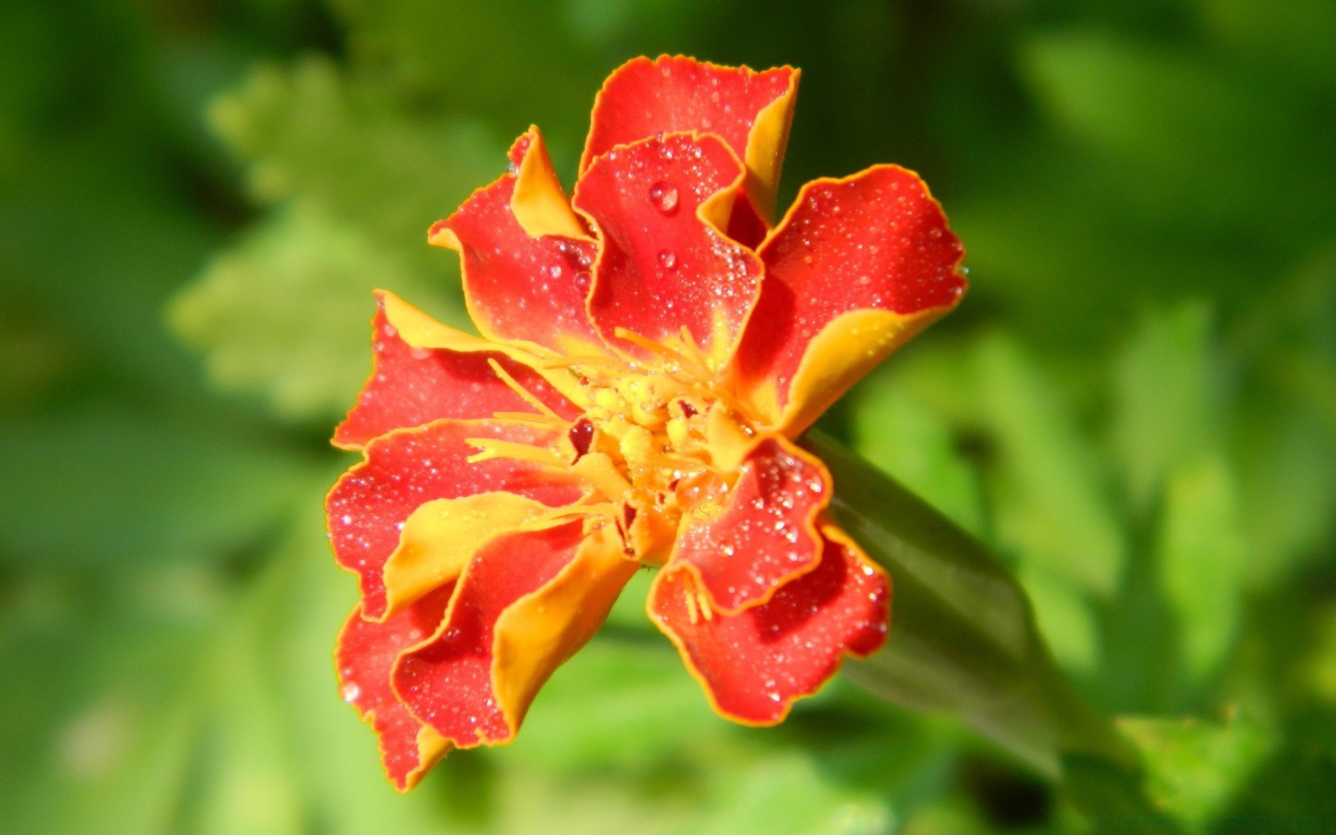 macro nature flower flora leaf garden summer bright outdoors close-up color petal growth floral blooming