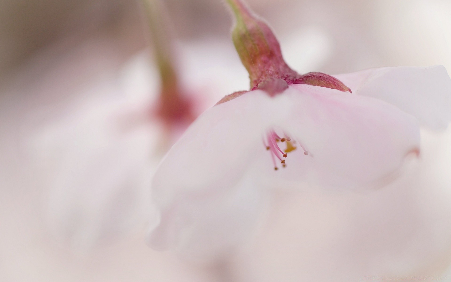 macro fleur nature délicat flou feuille à l extérieur flore